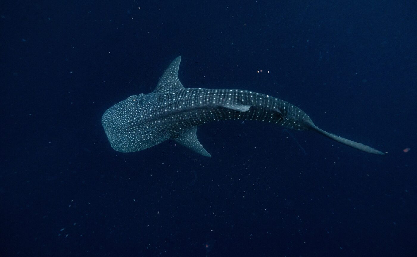 A whale shark gliding through deep blue water off Moyo Island, Indonesia