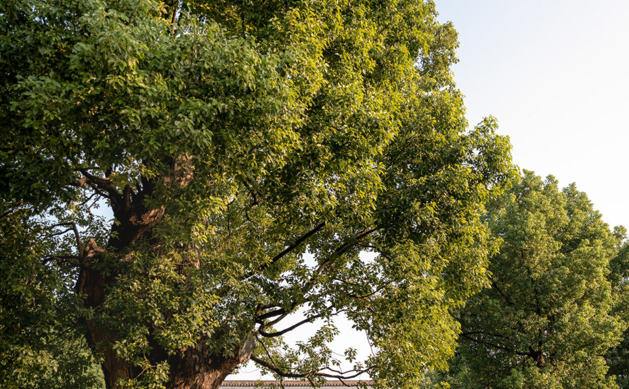 The vast canopy of the eighty-tonne King Camphor Tree at Amanyangyun, its broad branches spreading over the resort in late afternoon light